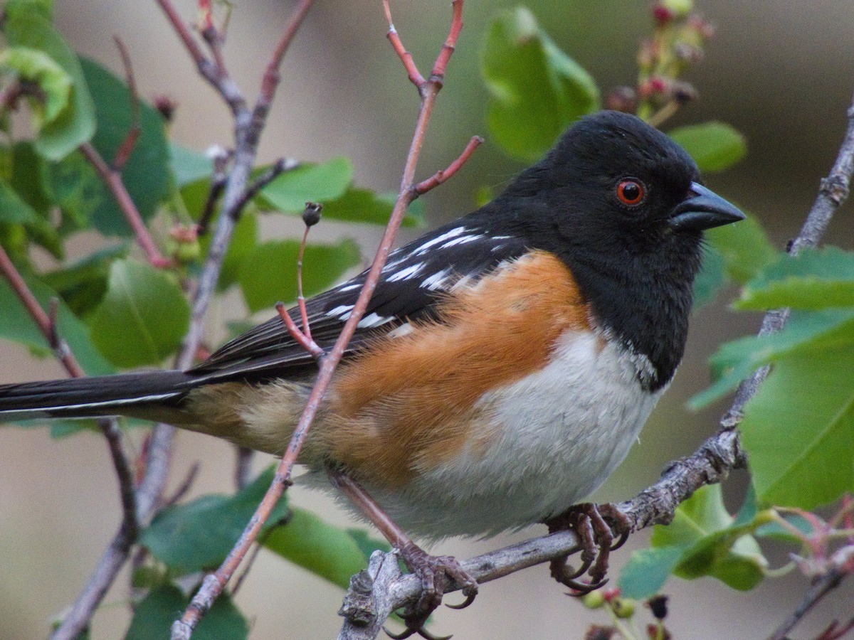 Spotted Towhee - ML636528010