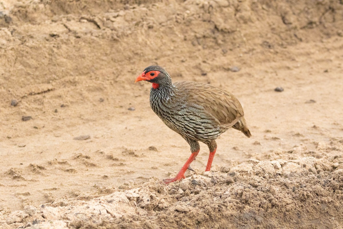 Red-necked Spurfowl - ML636528027