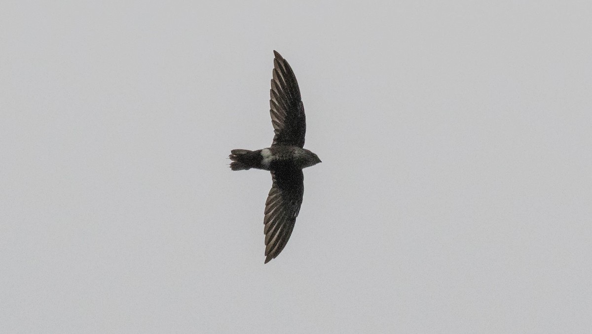 Mottled Spinetail - ML636528041