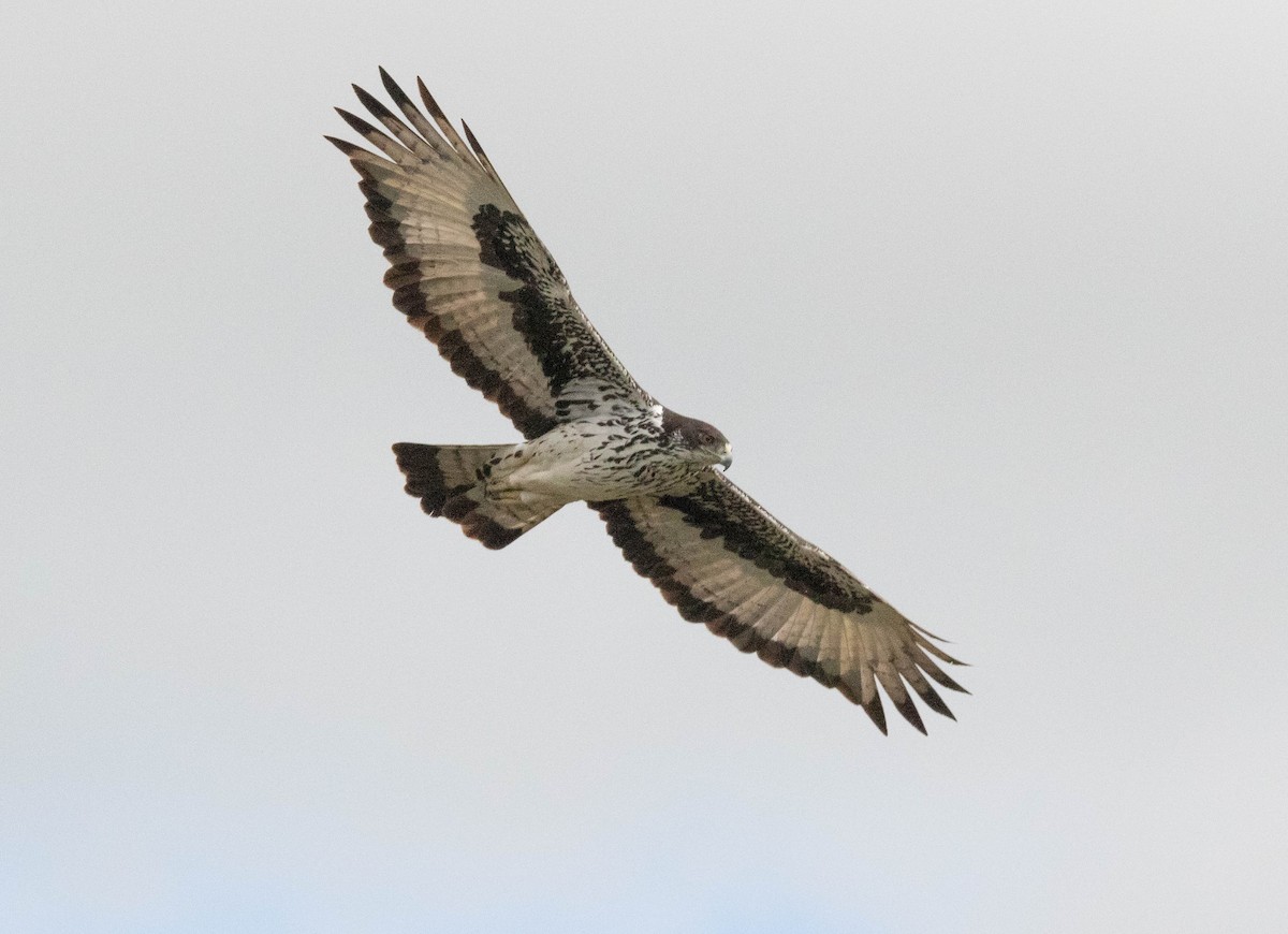 African Hawk-Eagle - ML636528046