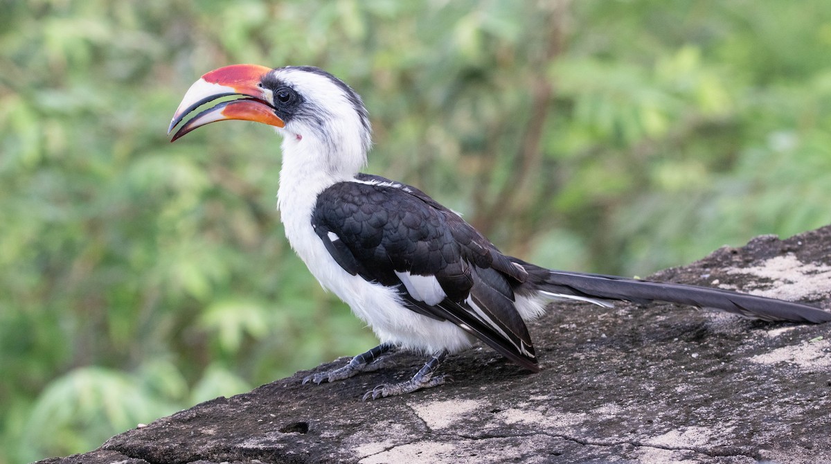 Von der Decken's Hornbill - ML636528063