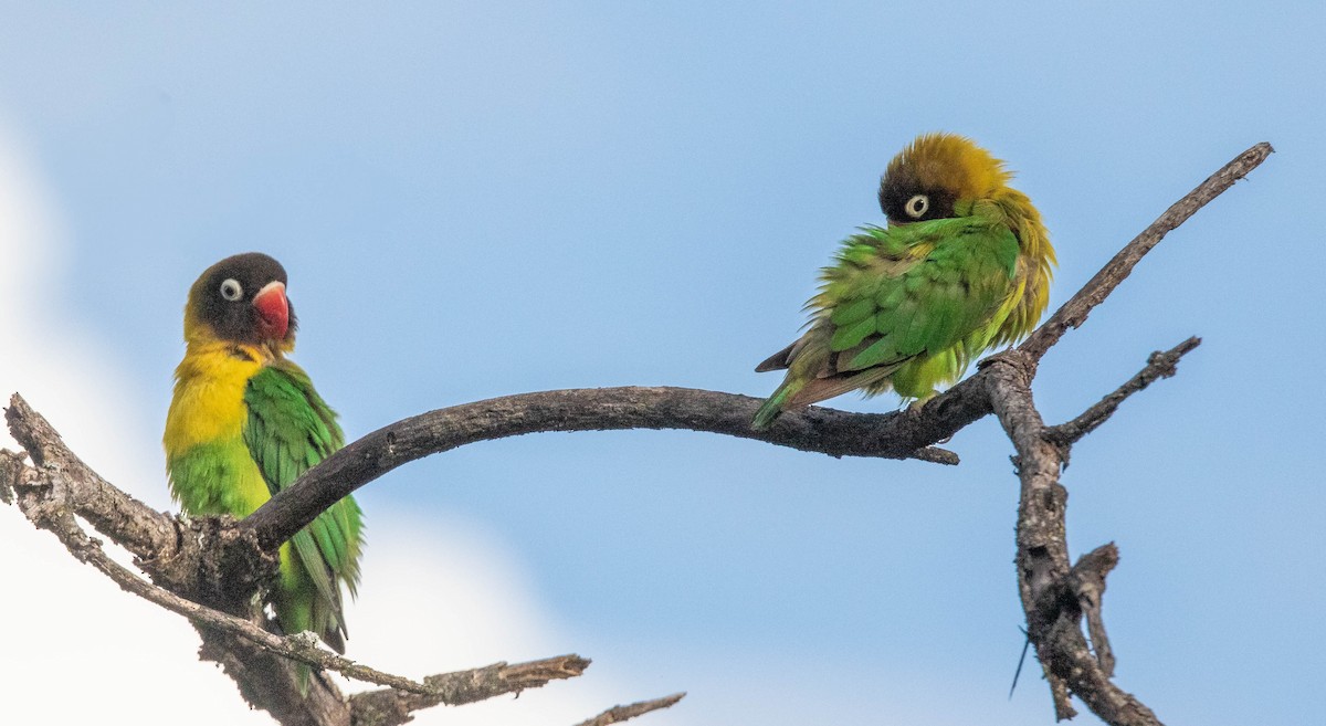 Yellow-collared Lovebird - ML636528083