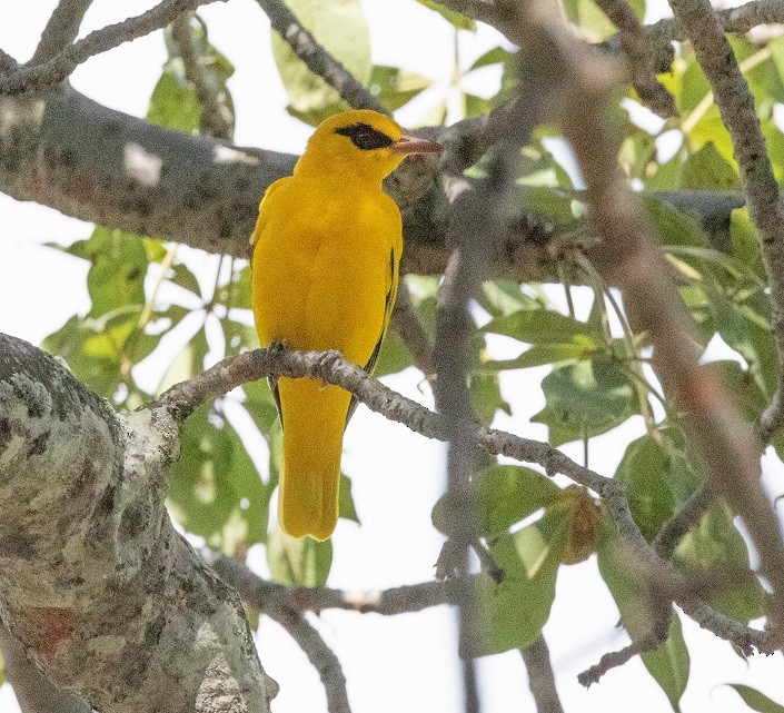 African Golden Oriole - ML636528088
