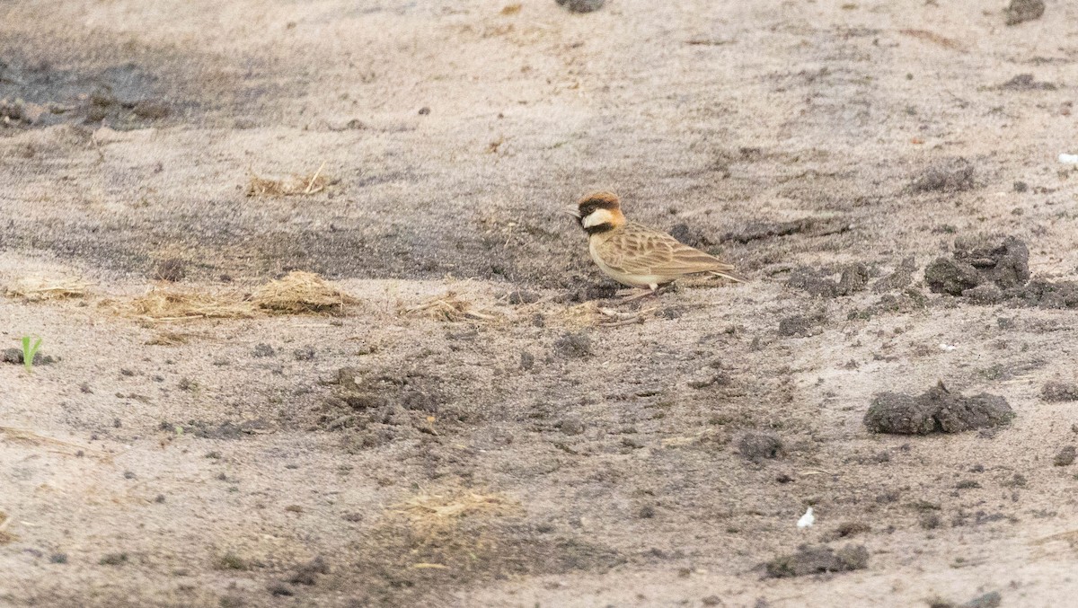 Fischer's Sparrow-Lark - ML636528097