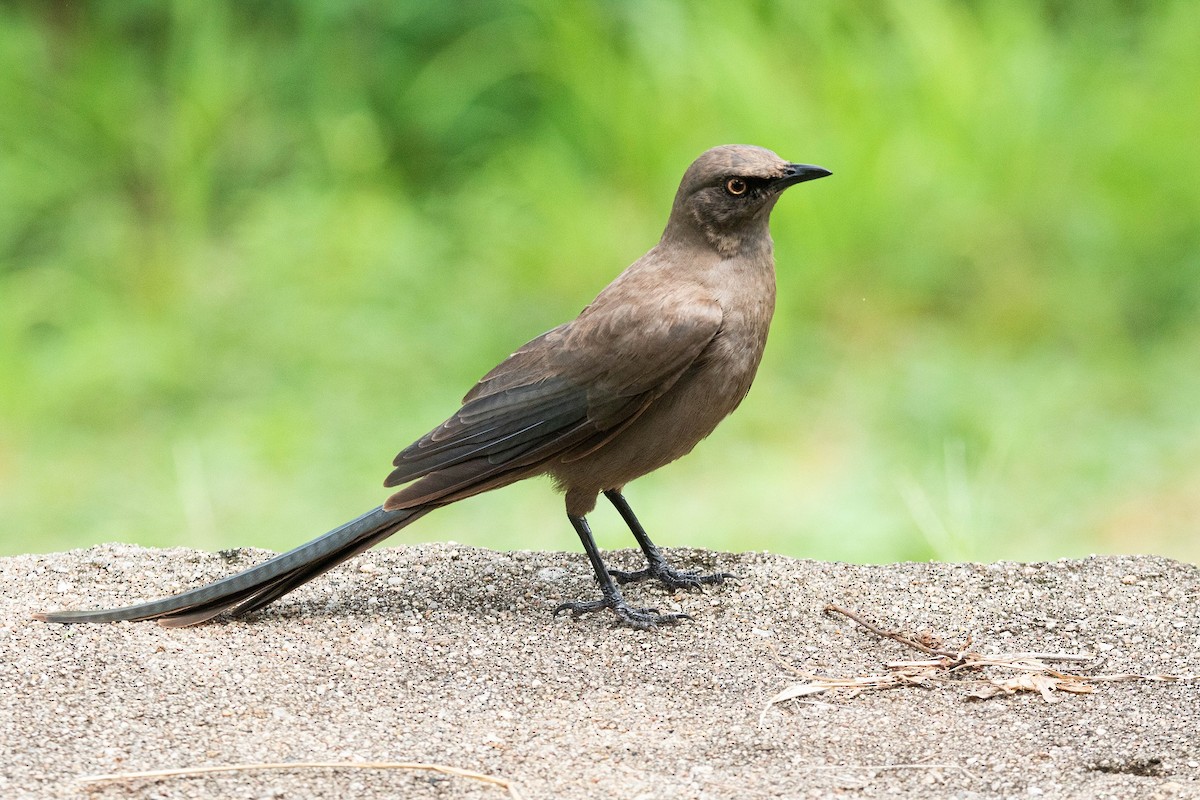 Ashy Starling - ML636528100