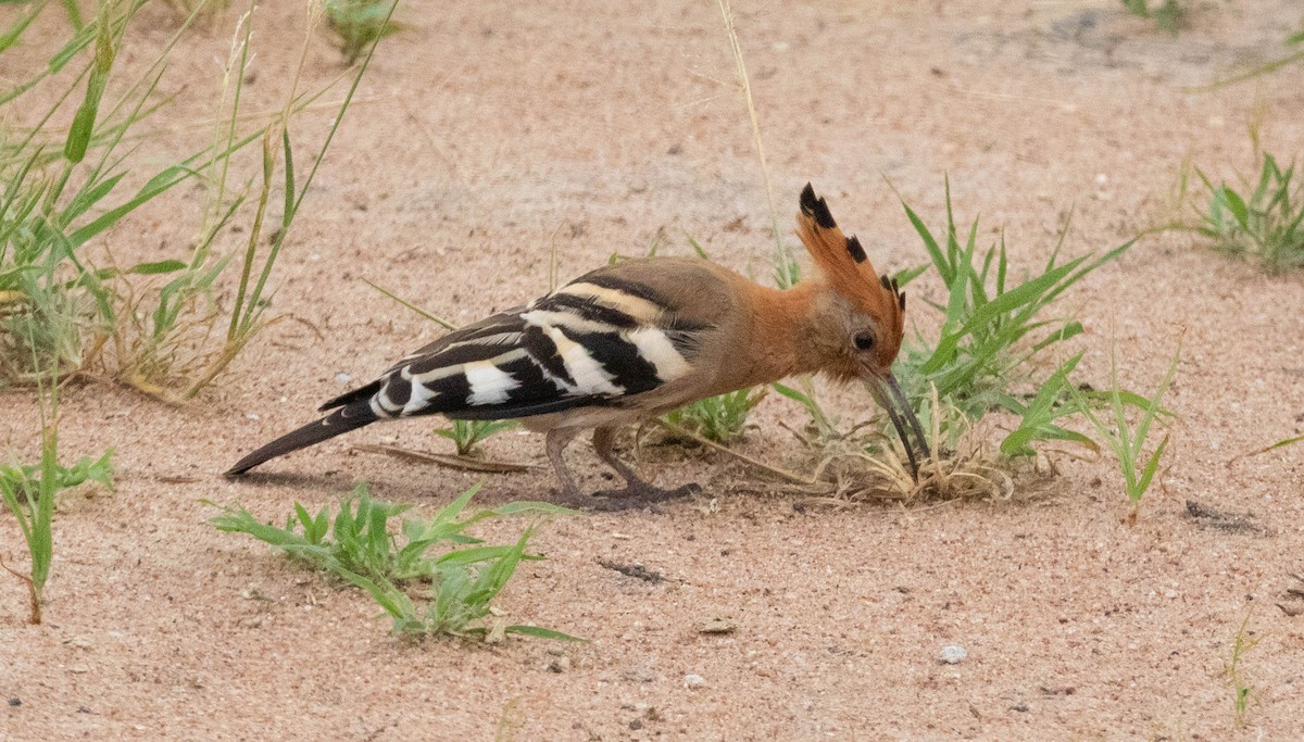 Common Hoopoe - ML636528134