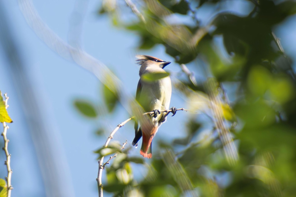 Japanese Waxwing - ML636528160
