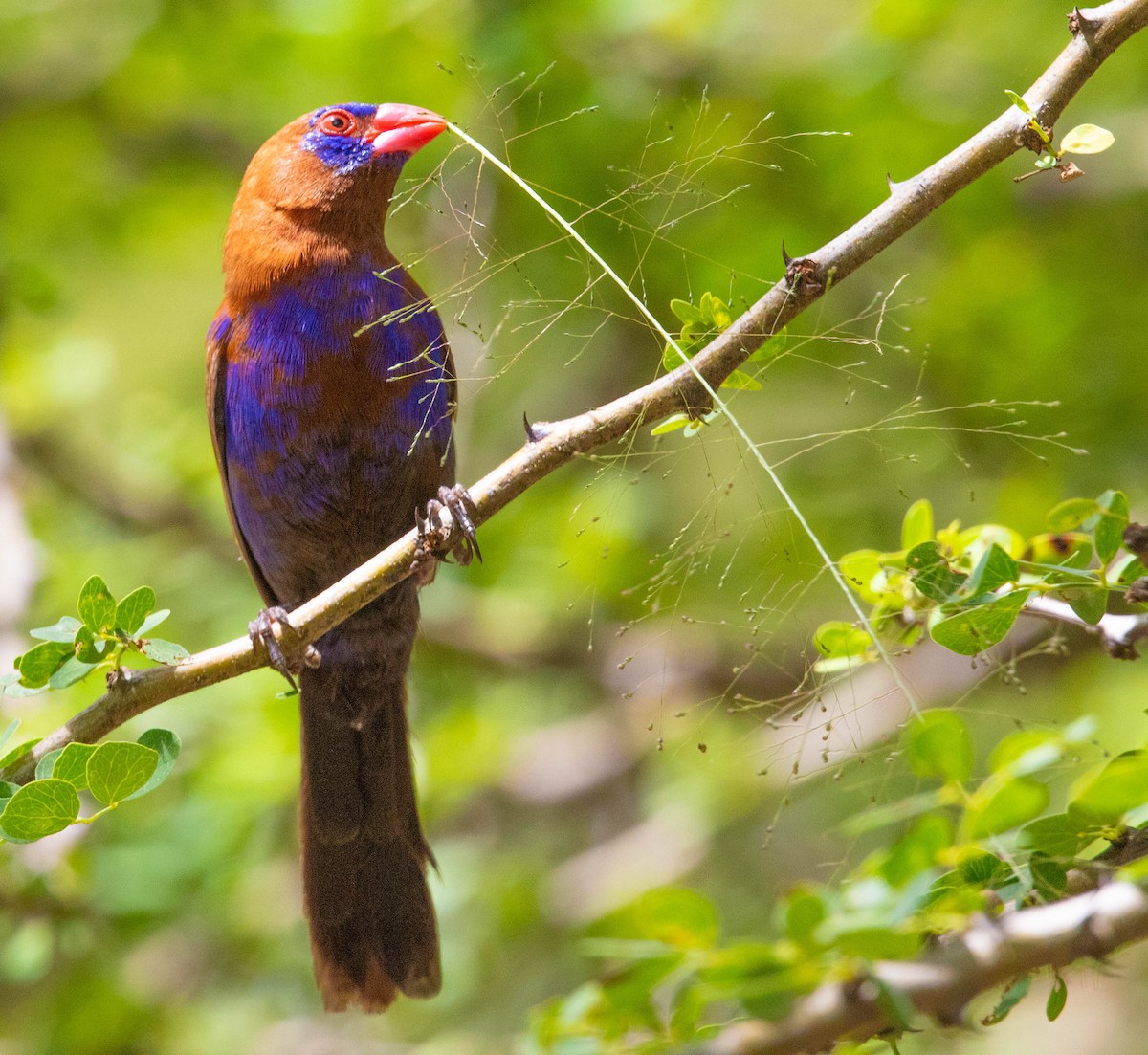 Purple Grenadier - ML636528189