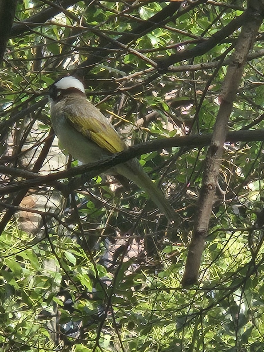 Нангиад бөлбөл - ML636528218