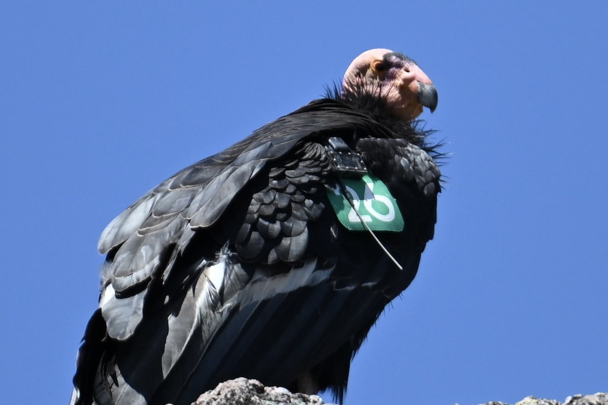 California Condor - ML636528237