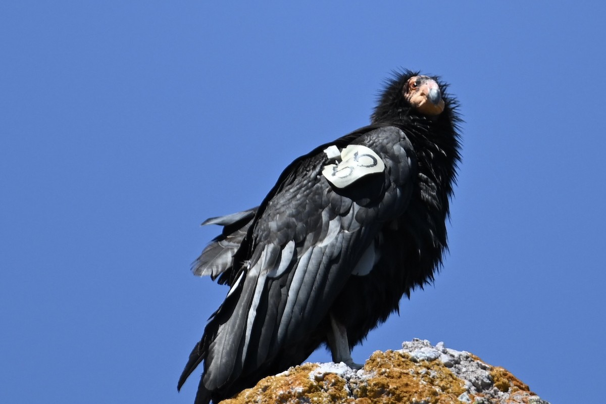 California Condor - ML636528238