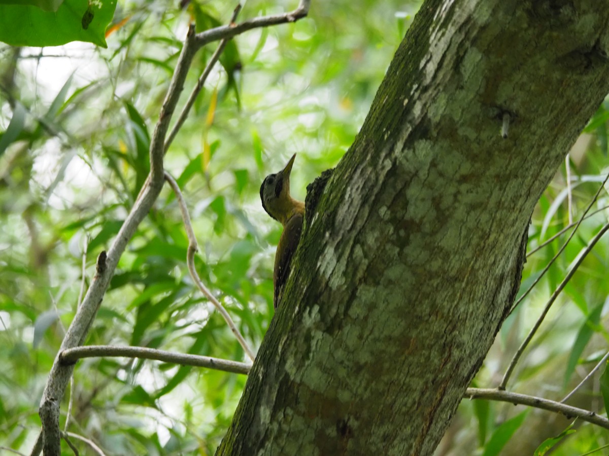 Laced Woodpecker - ML636528240