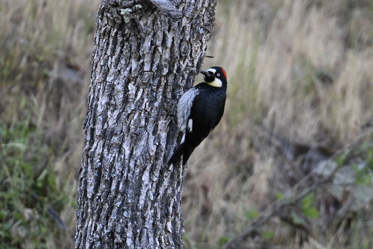Acorn Woodpecker - ML636528246