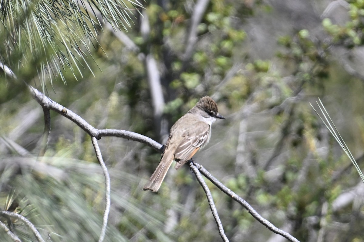 Ash-throated Flycatcher - ML636528265