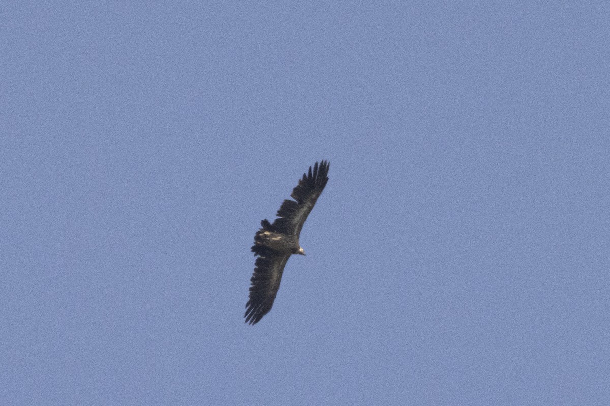 Himalayan Griffon - ML636528268