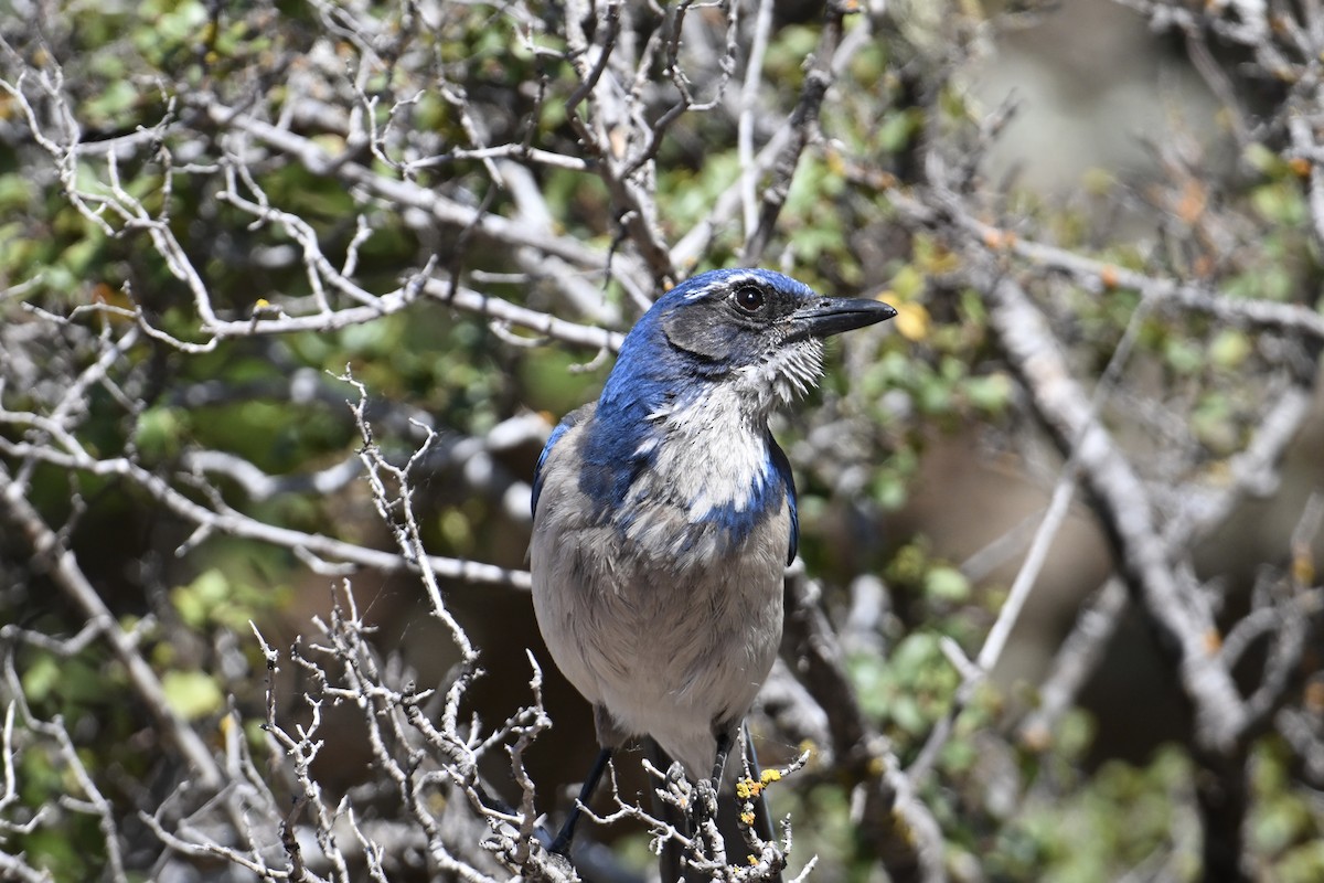 California Scrub-Jay - ML636528278