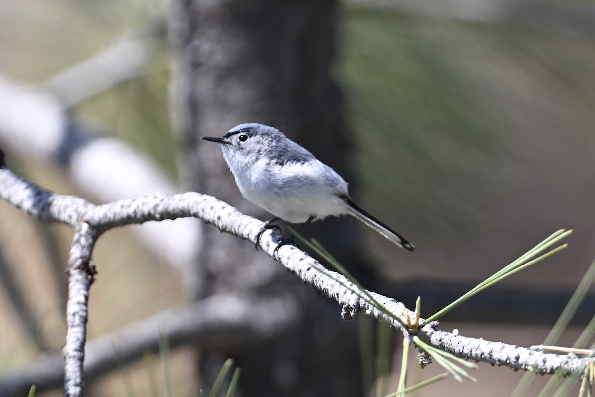 Blue-gray Gnatcatcher - ML636528295
