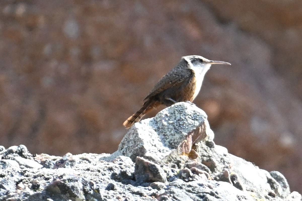 Canyon Wren - ML636528353