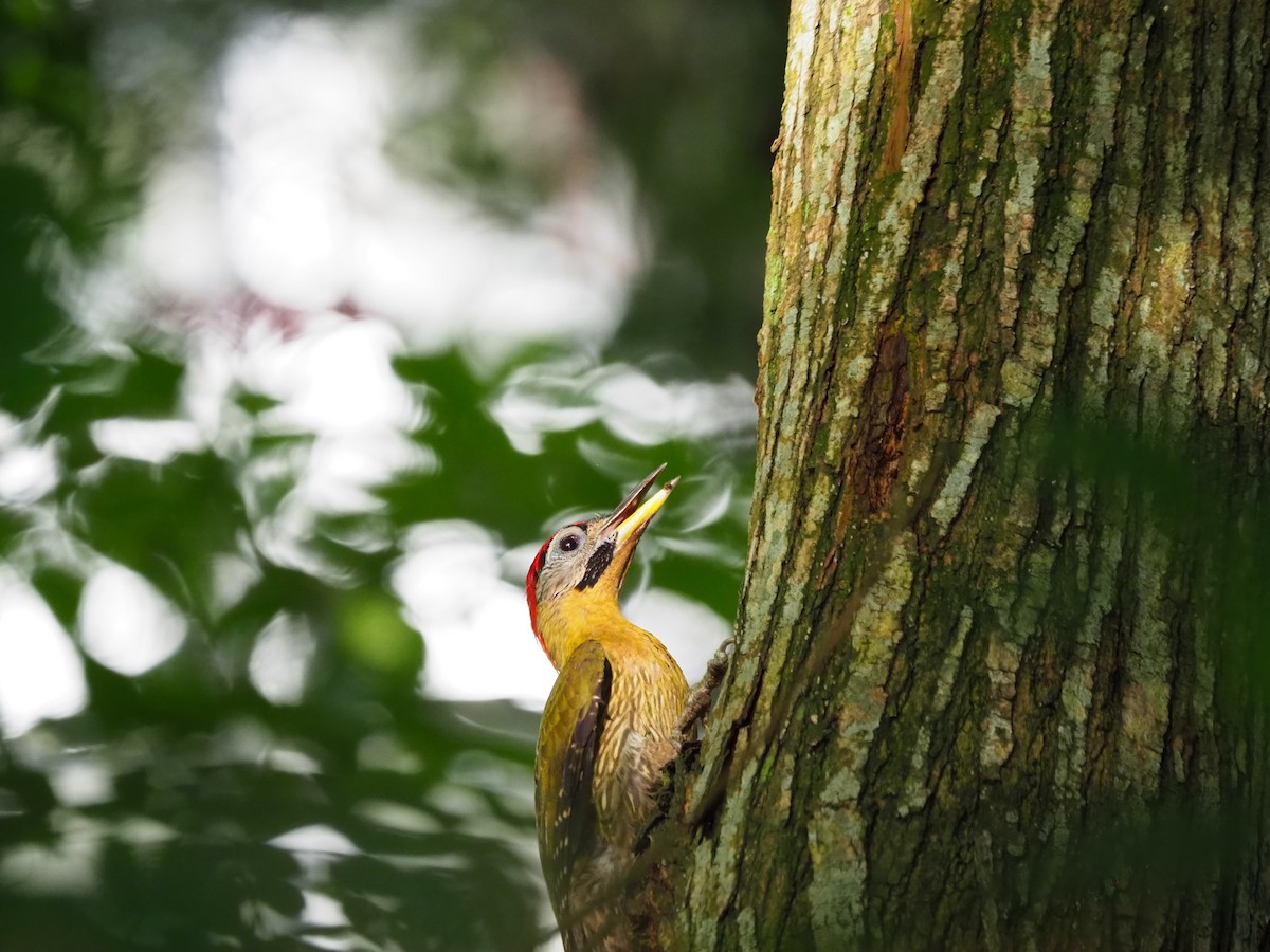 Laced Woodpecker - ML636528361