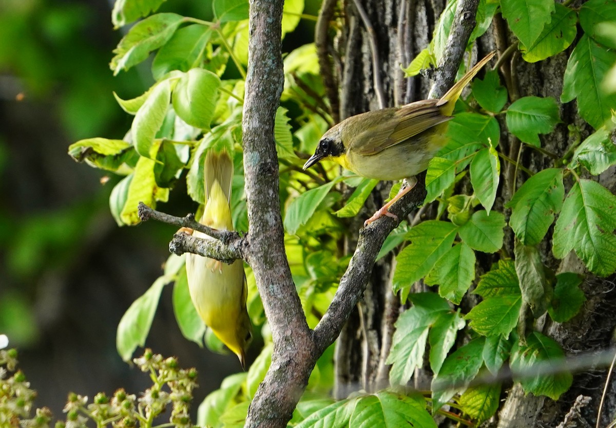 Common Yellowthroat - ML636528372