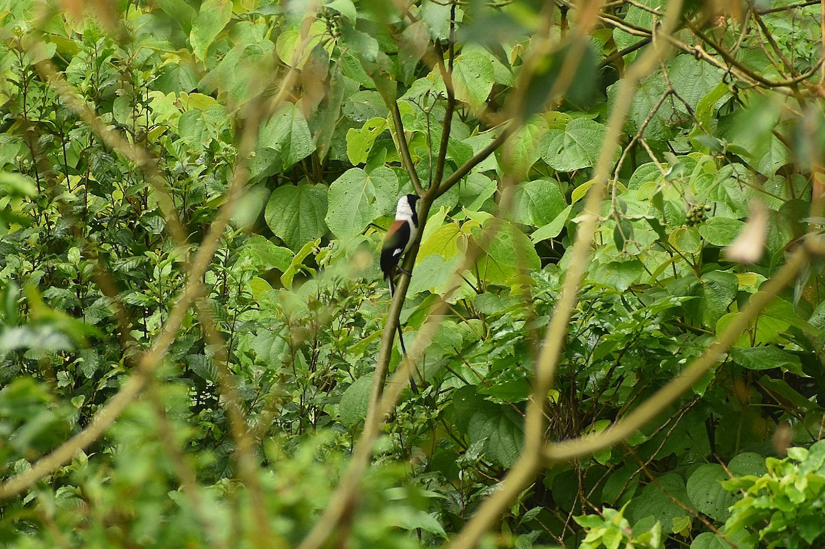 White-bellied Treepie - ML636528383