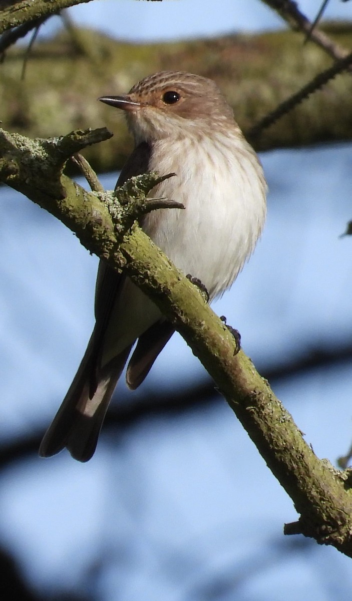 Spotted Flycatcher - ML636528467