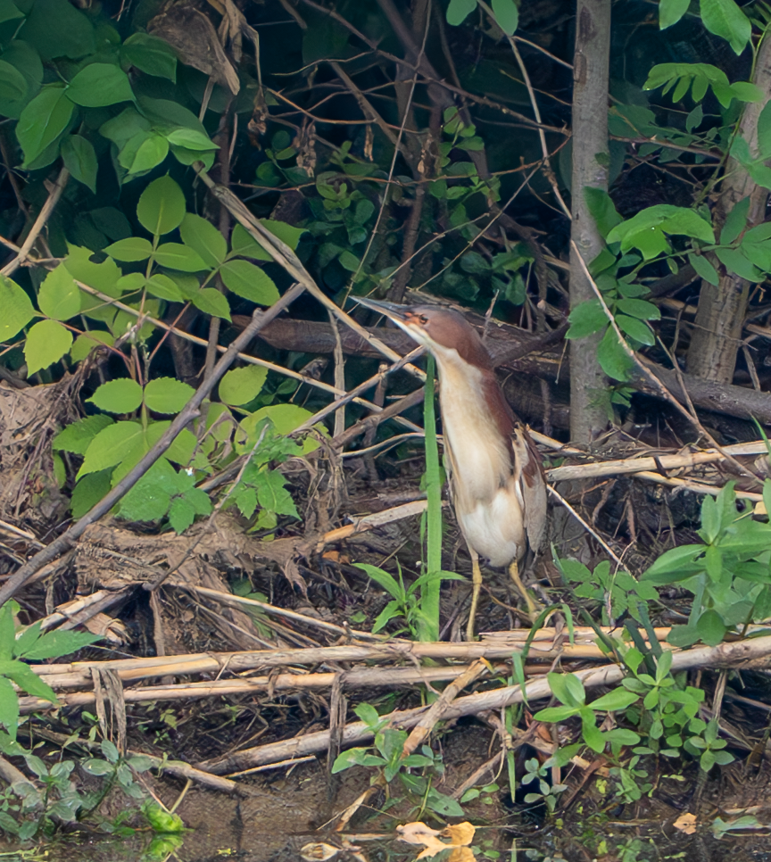 Schrenck's Bittern - ML636528537