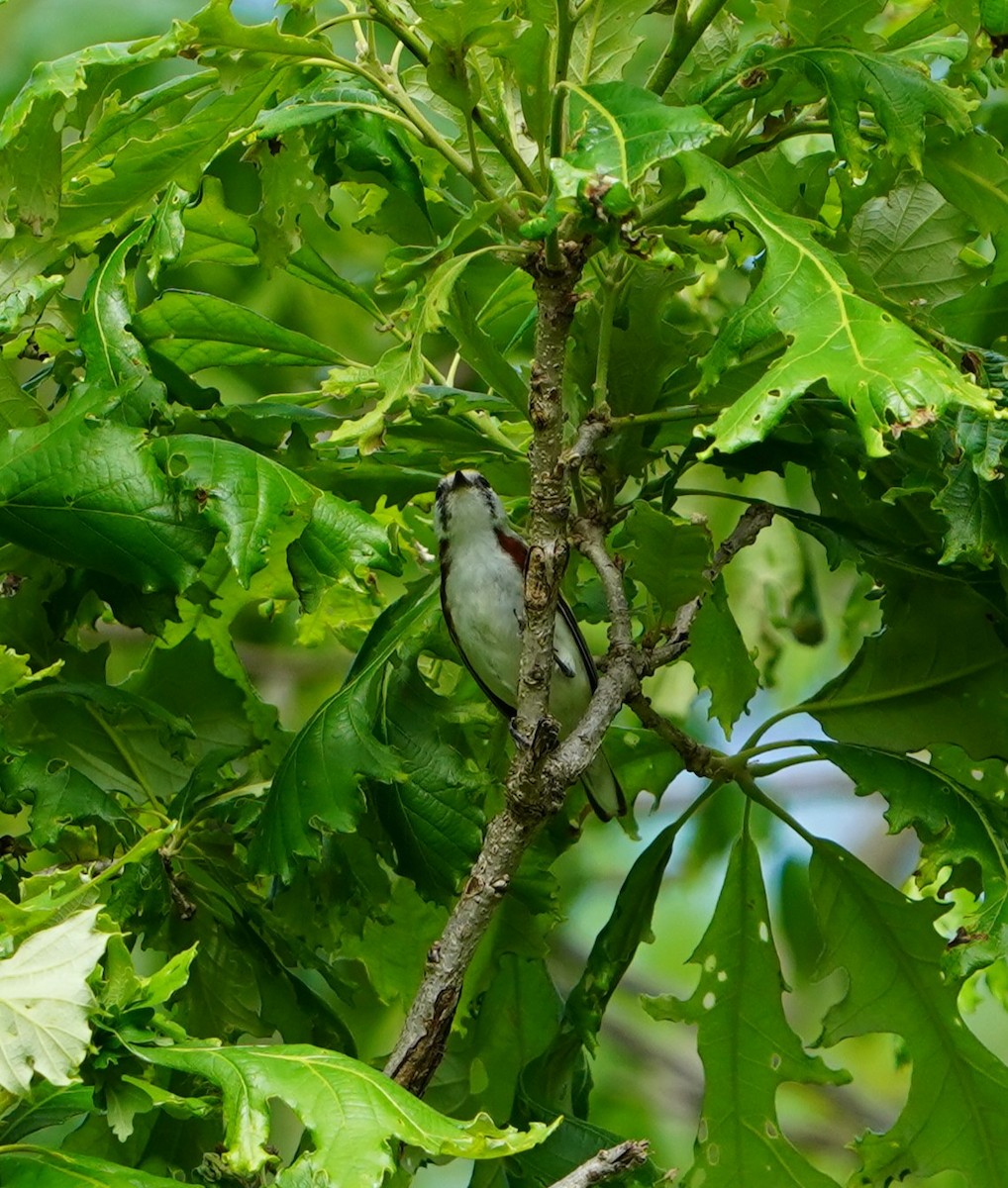 Chestnut-sided Warbler - ML636528565