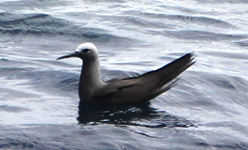 Lesser Noddy - ML636528604