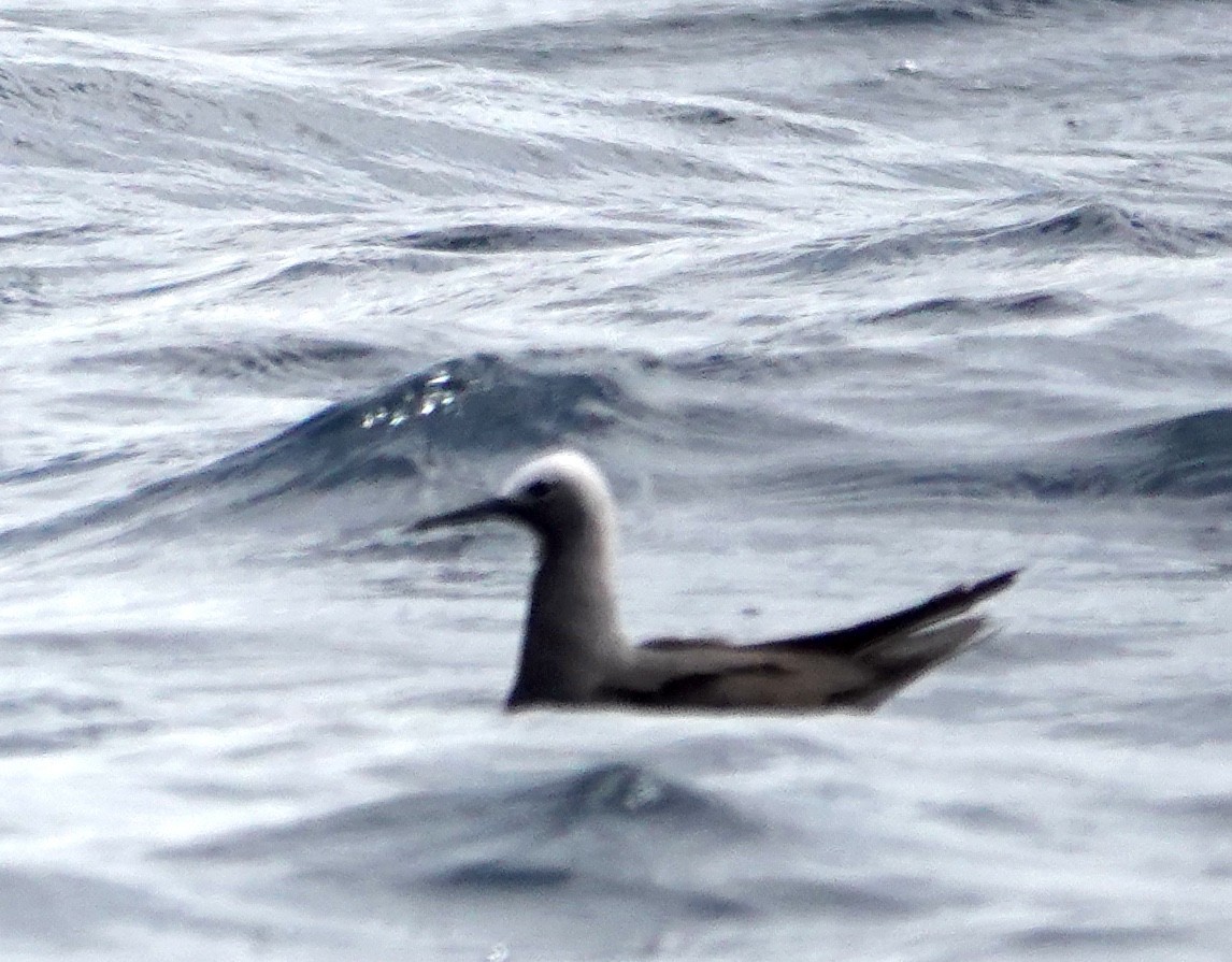 Lesser Noddy - ML636528605