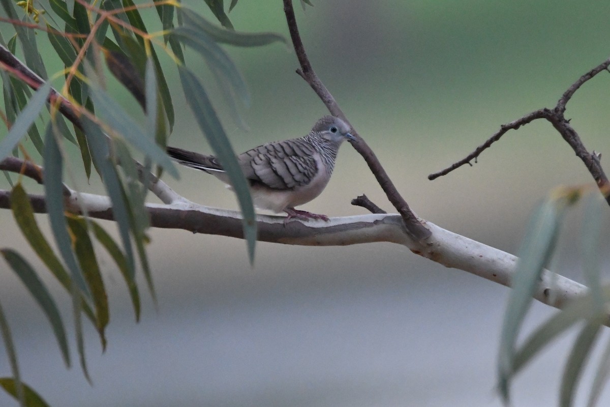 Peaceful Dove - ML636528853