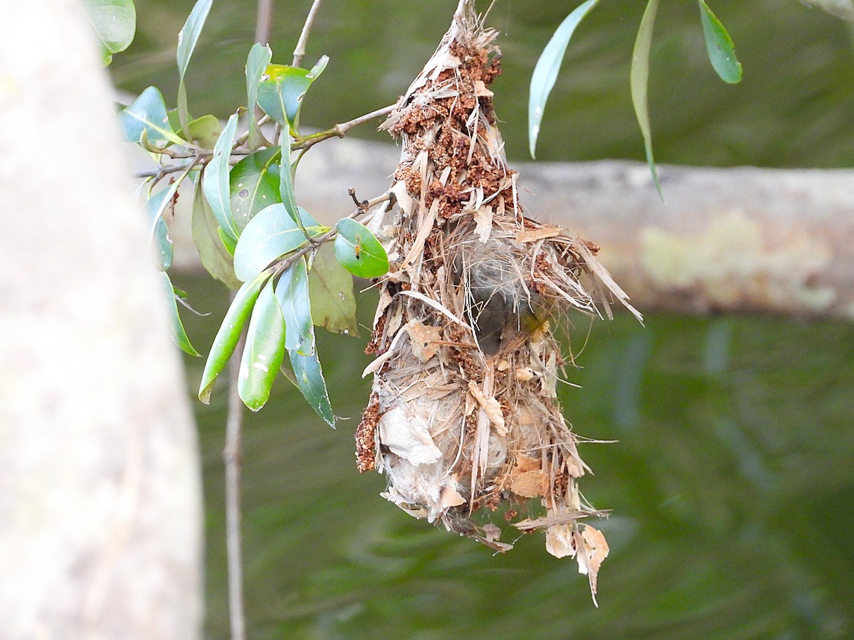 Sahul Sunbird - ML636528854