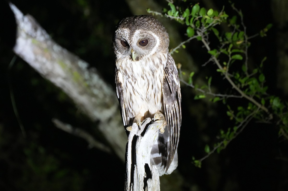 Mottled Owl - ML636528923