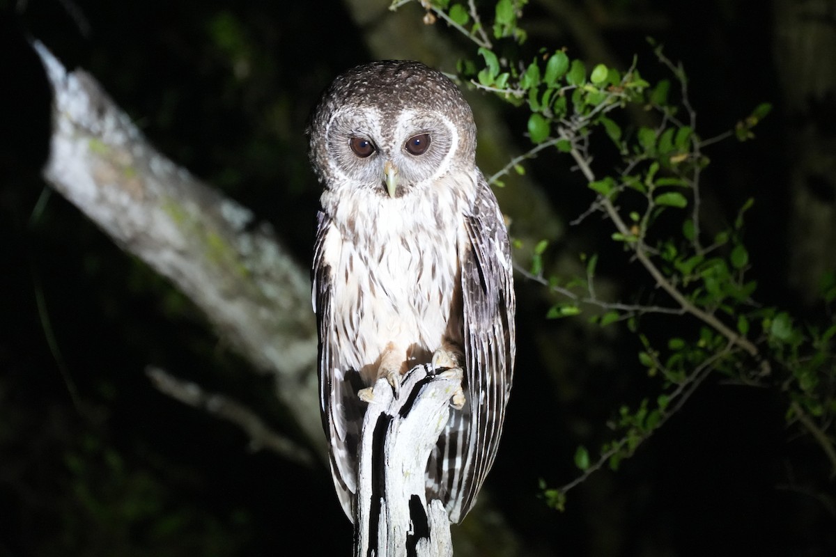 Mottled Owl - ML636528924