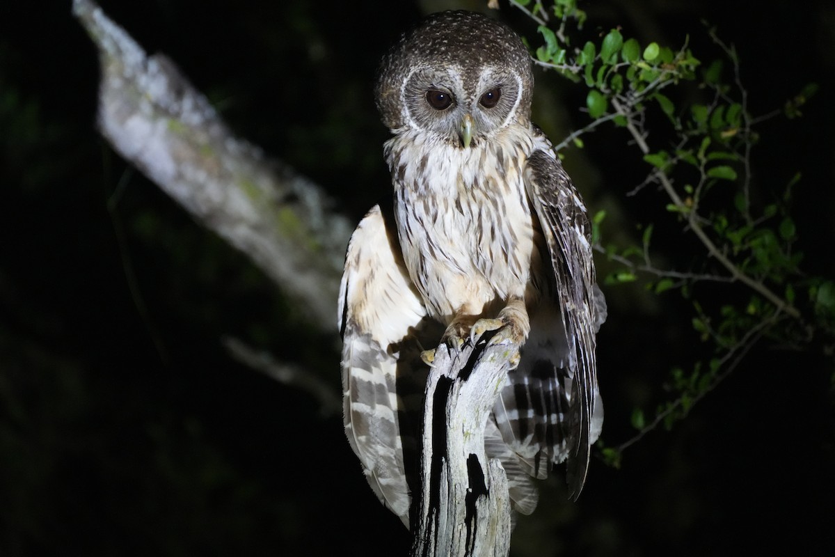 Mottled Owl - ML636528925