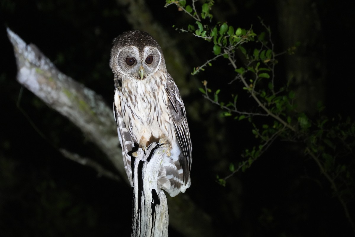 Mottled Owl - ML636528927