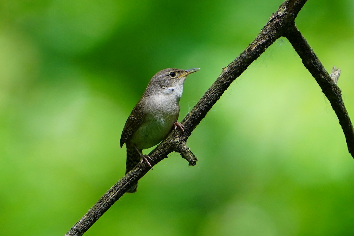 Northern House Wren - ML636528945