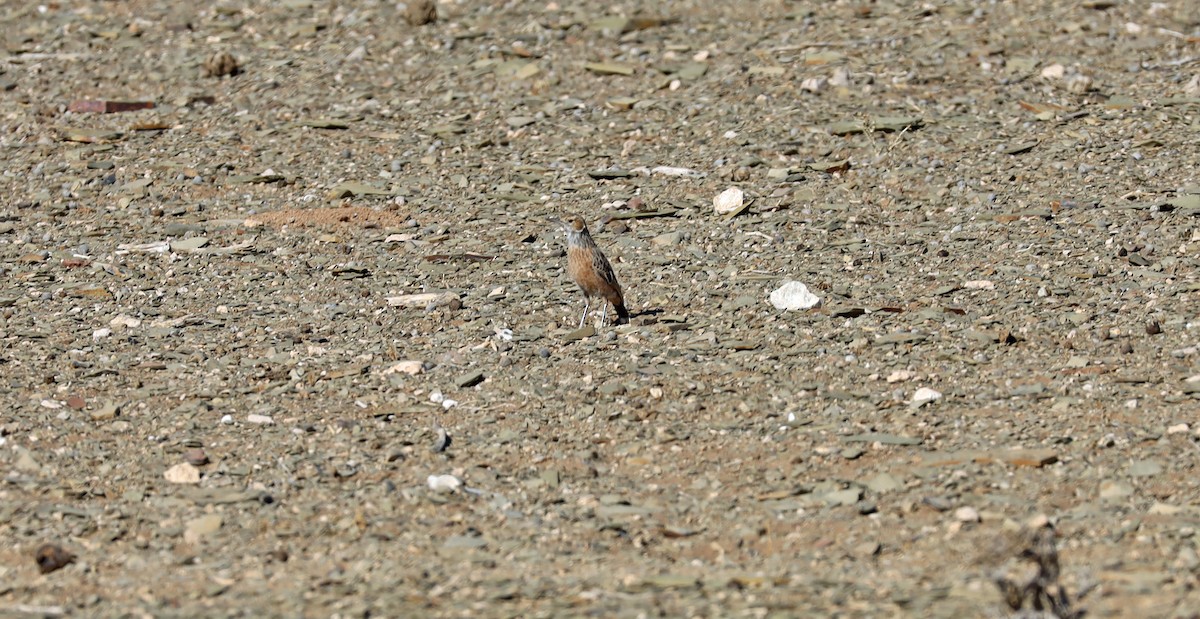 Spike-heeled Lark - ML636528953