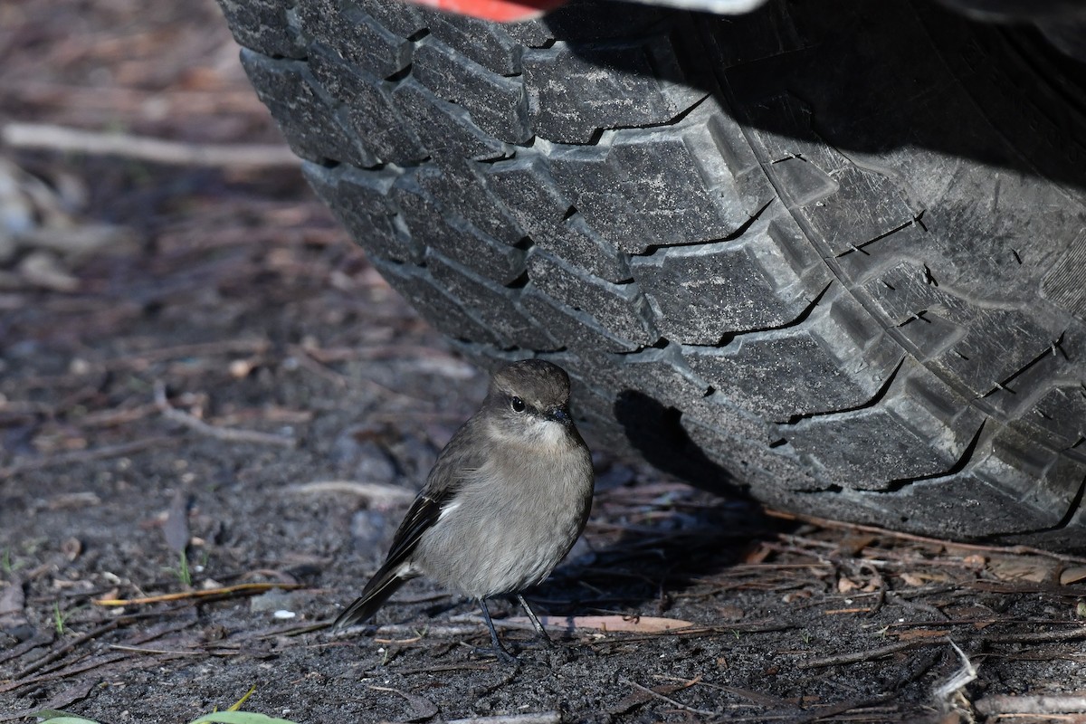 Dusky Robin - ML636528971