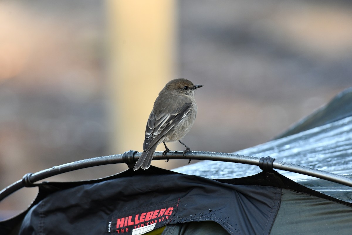 Dusky Robin - ML636528979