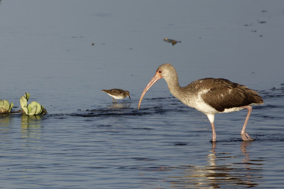 White Ibis - ML636528981