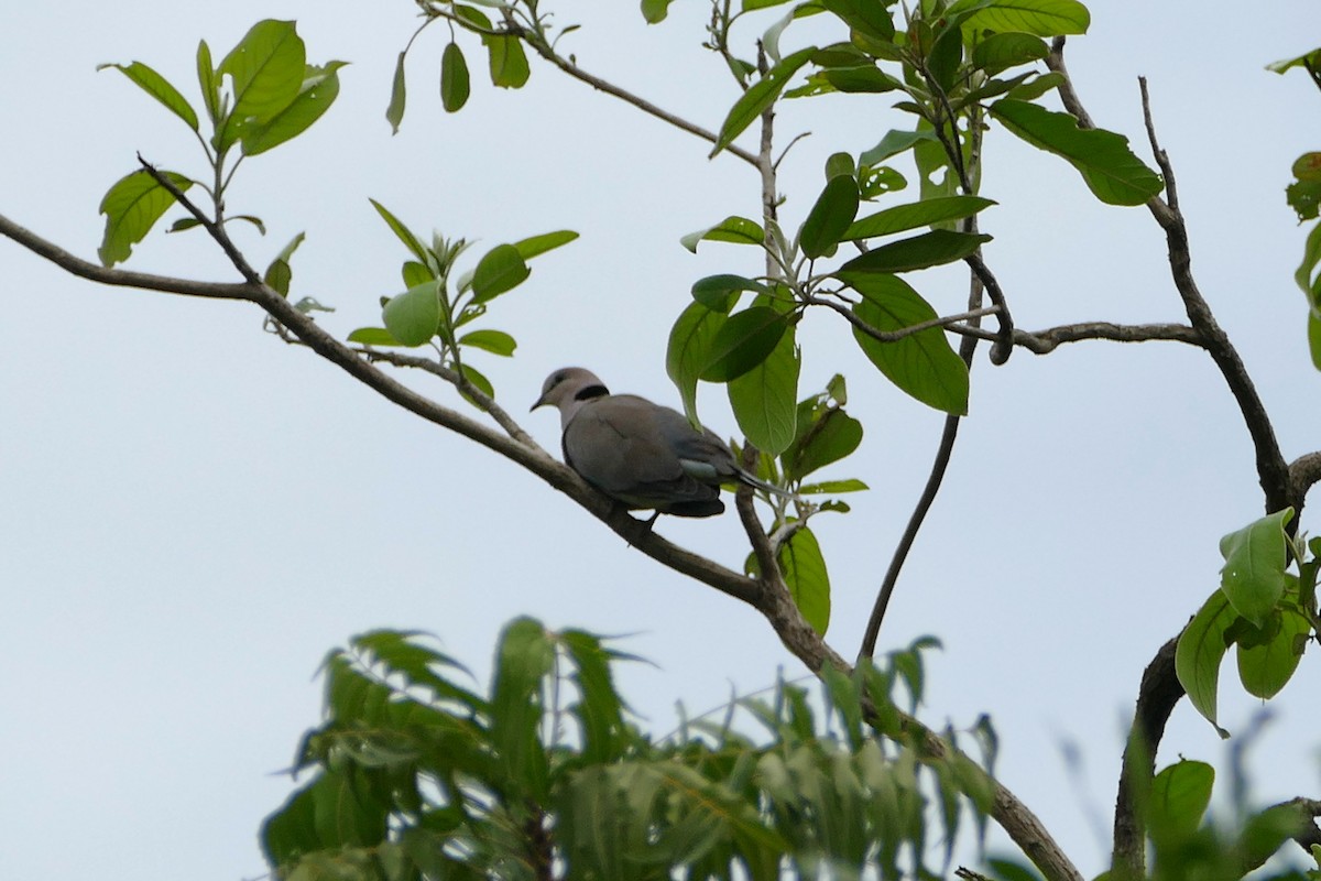 Vinaceous Dove - ML636529005