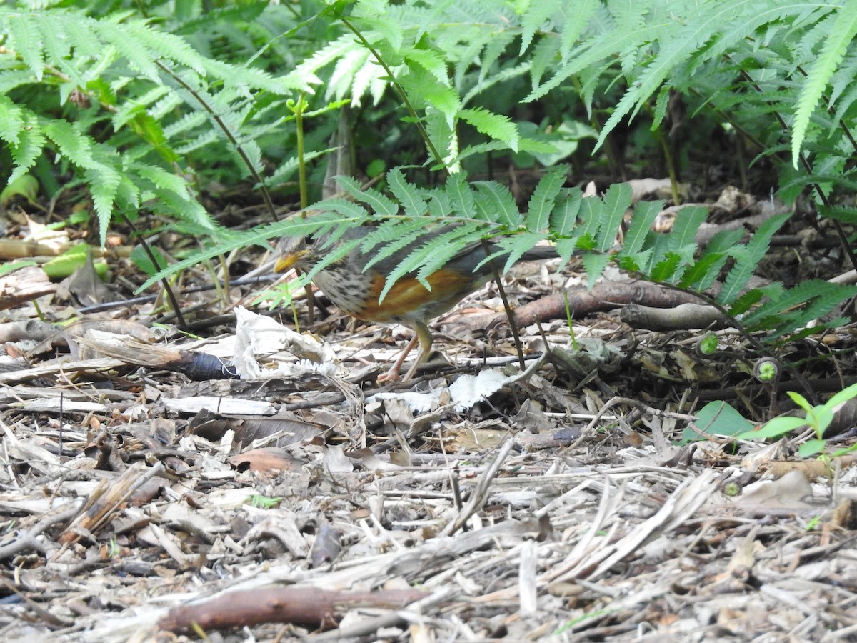 Gray-backed Thrush - ML636529196