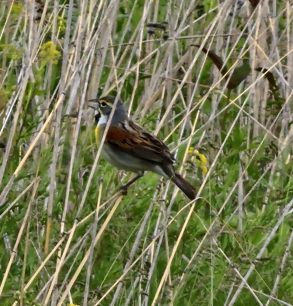 Dickcissel - ML636529202