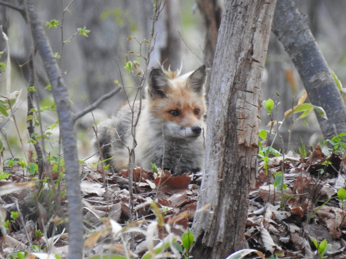Red Fox - ML636529205
