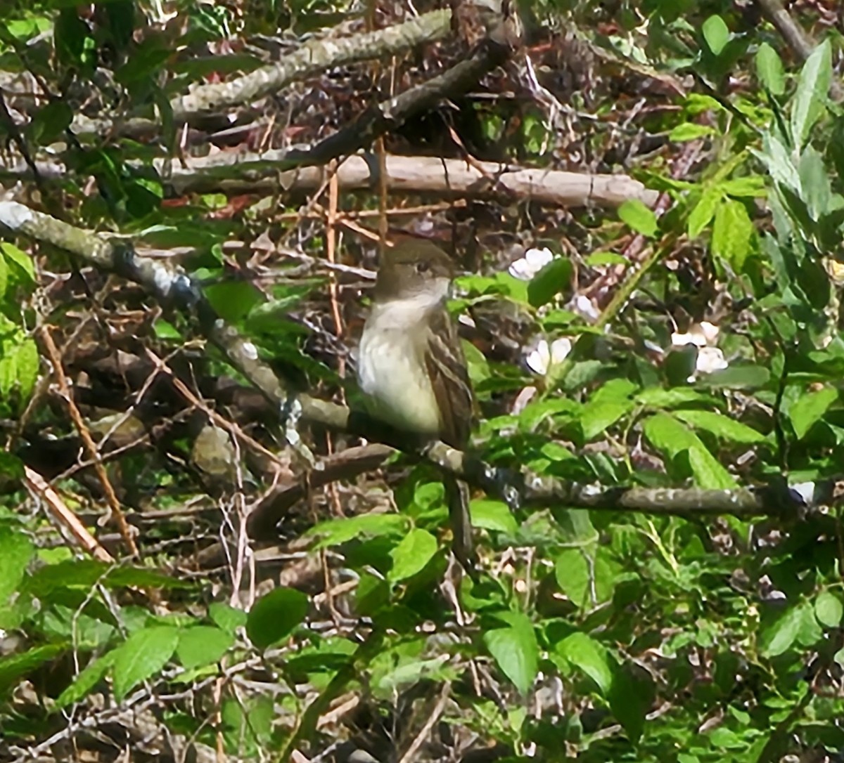 Alder Flycatcher - ML636529224