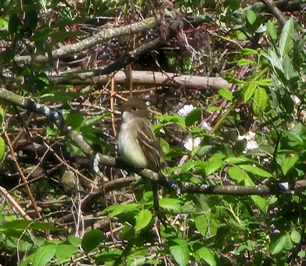 Alder Flycatcher - ML636529227