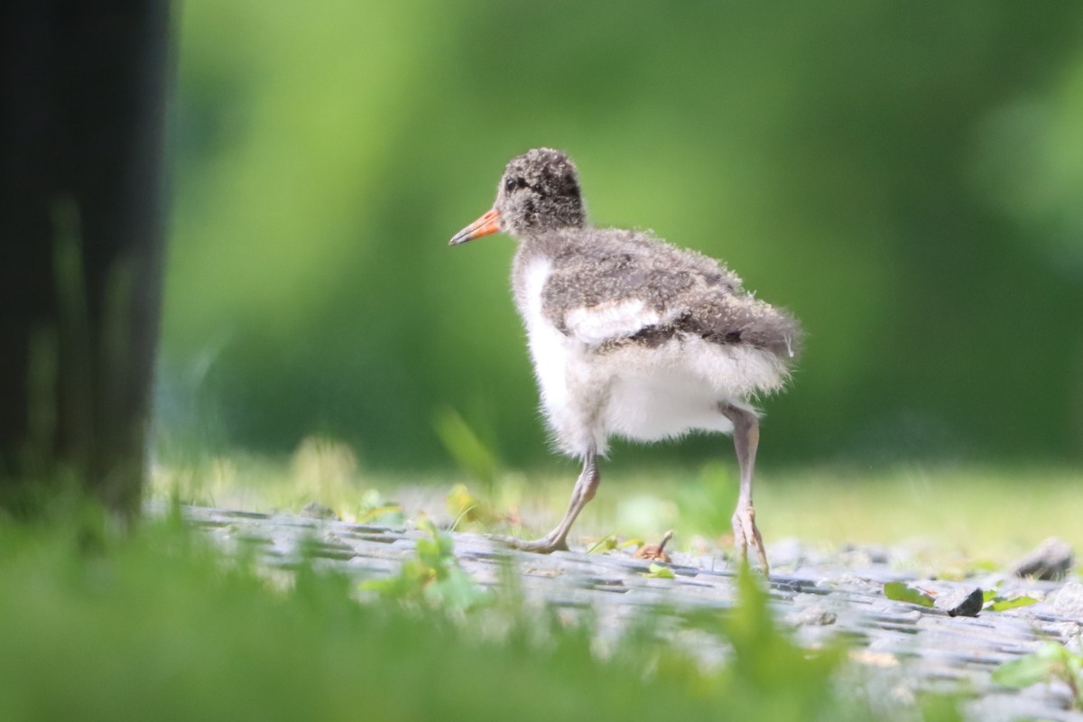 Eurasian Oystercatcher - ML636529234