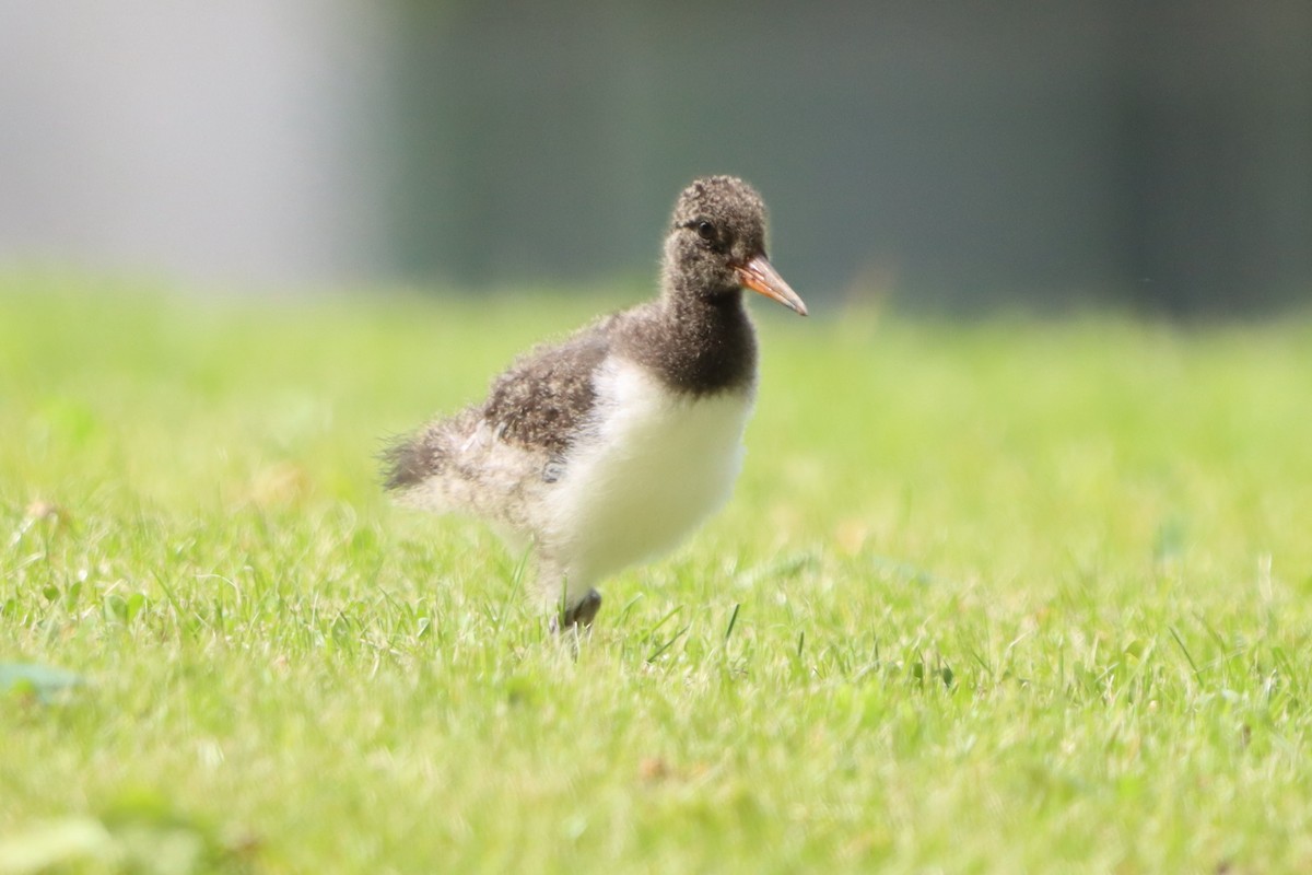 Eurasian Oystercatcher - ML636529235