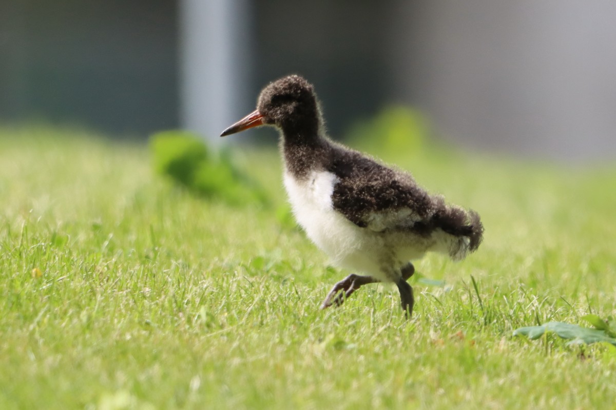 Eurasian Oystercatcher - ML636529236